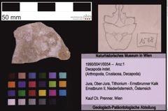 Foto (Objekt + Etiketten) von Decapoda indet. (NHMW-GEO-1990-0041-0054)